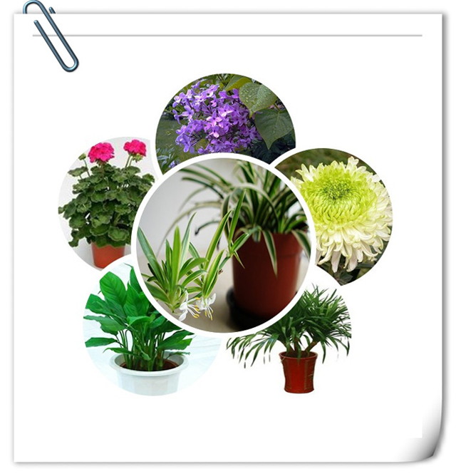 办公室正能量奖励网站入口设计植物选择.jpg