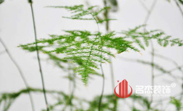 办公室正能量奖励网站入口风水之绿植.jpg